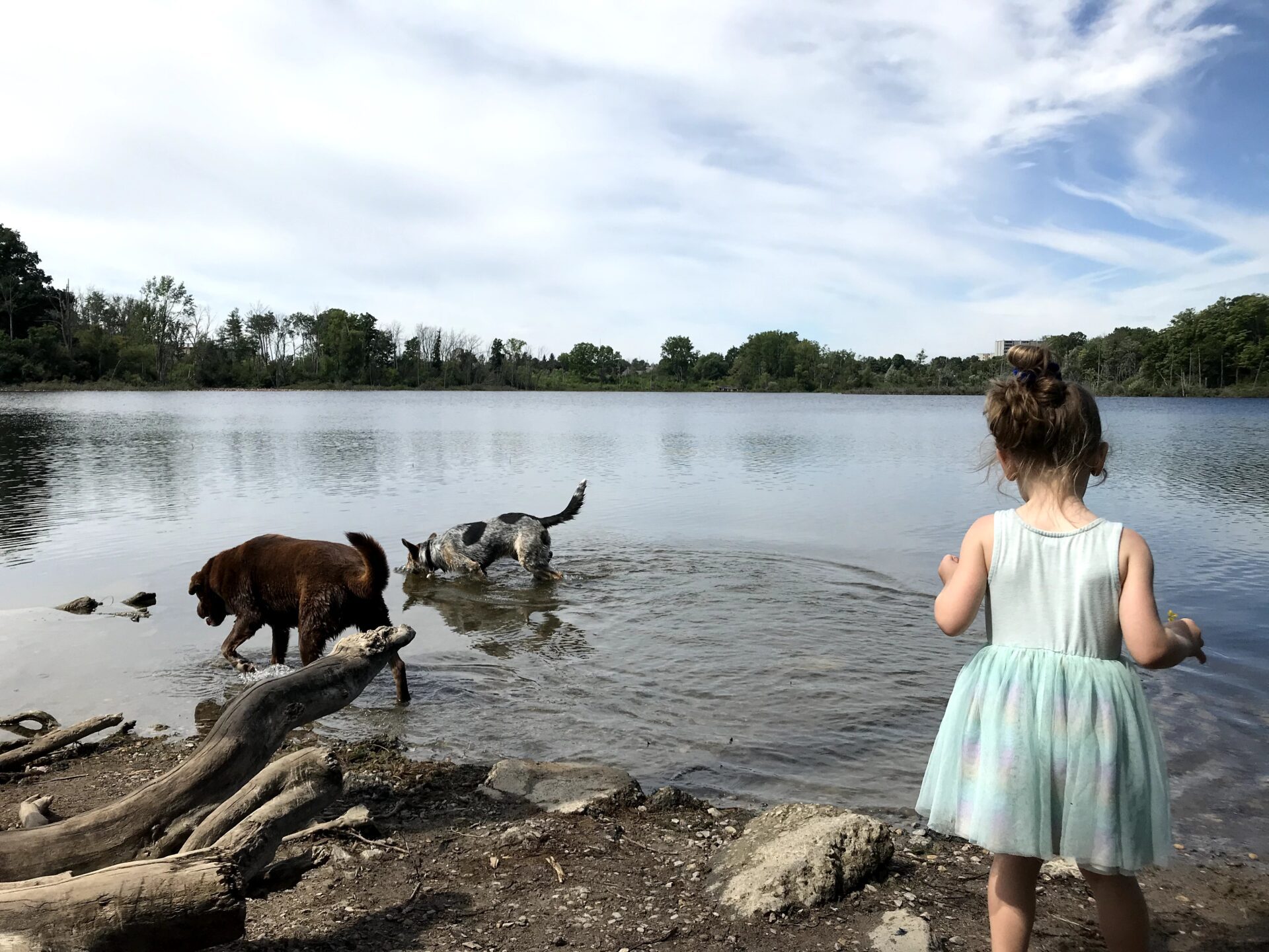 Dogs at the Pond